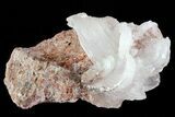 Ram's Horn Selenite on Matrix - Mexico #71946-1